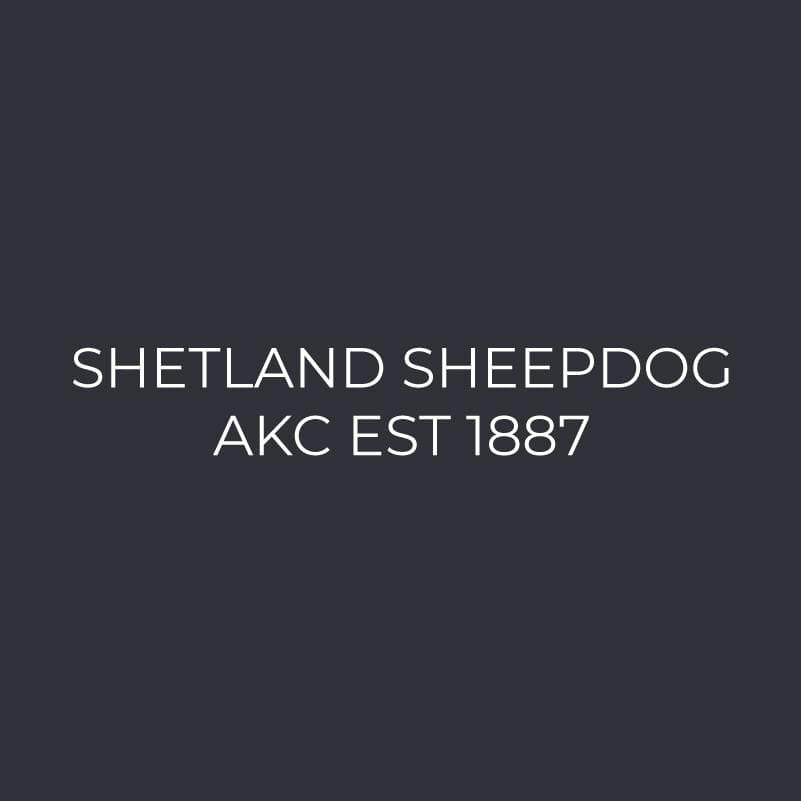 Embroidered AKC Polo - Shetland Sheepdog
