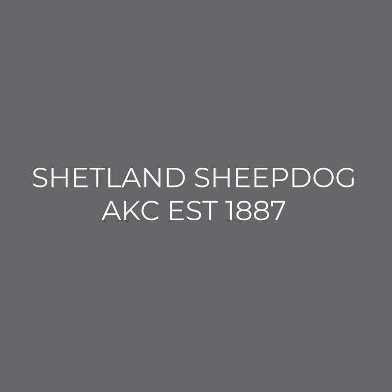 Embroidered AKC Polo - Shetland Sheepdog