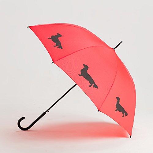 Dachshund, Longhaired, Umbrella
