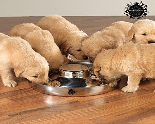 Stainless Steel Puppy Feeding Dog Bowl