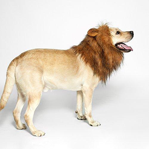 Dog Lion Mane