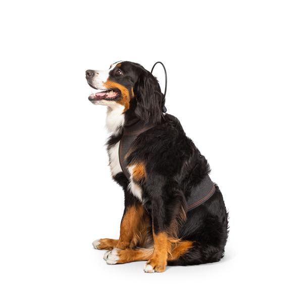 Calmer Canine Anxiety Treatment System