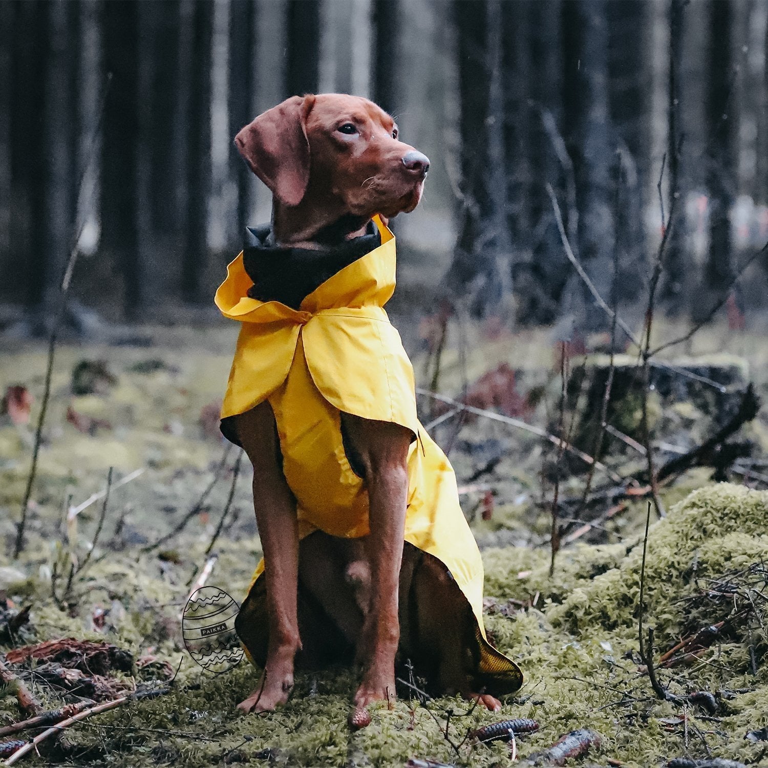 Vizsla raincoat 2025