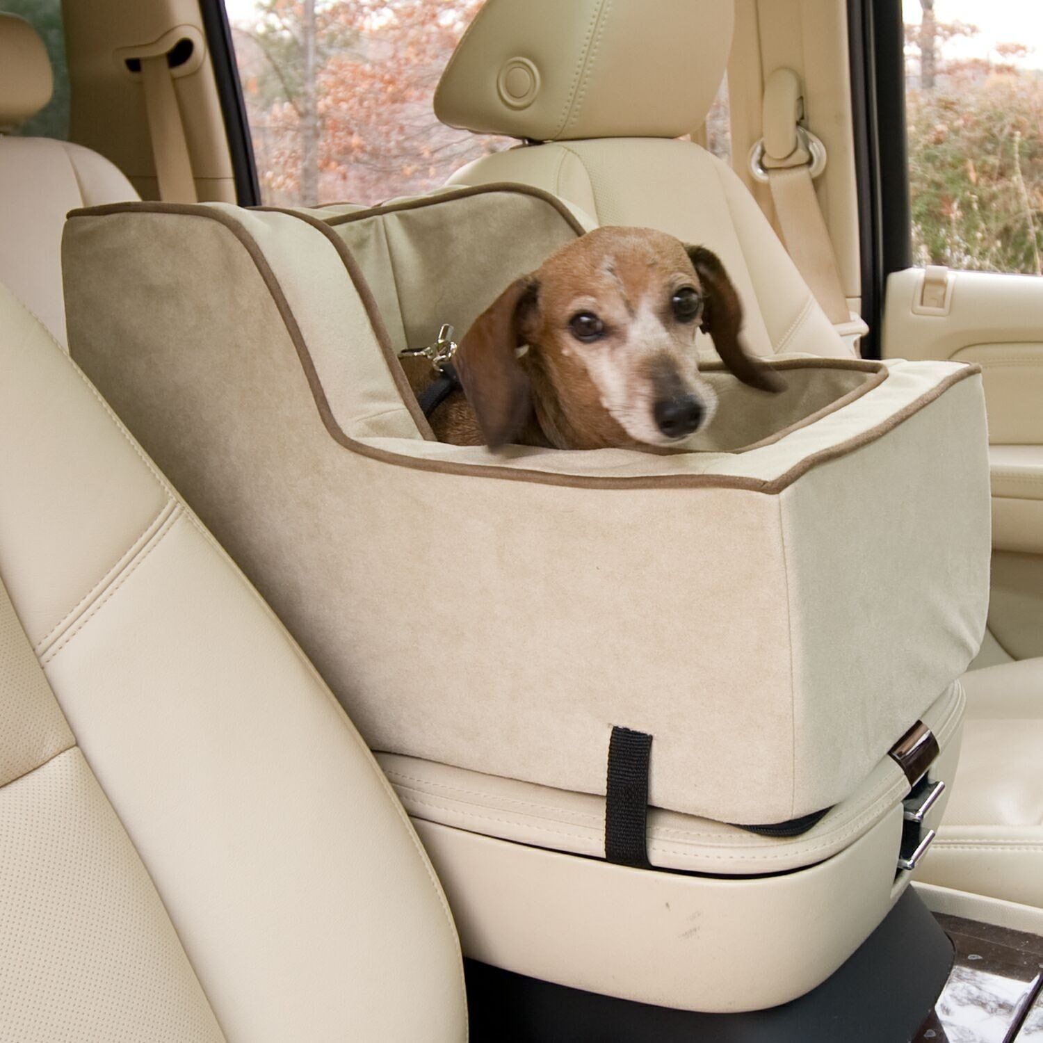 Dog in outlet a car seat