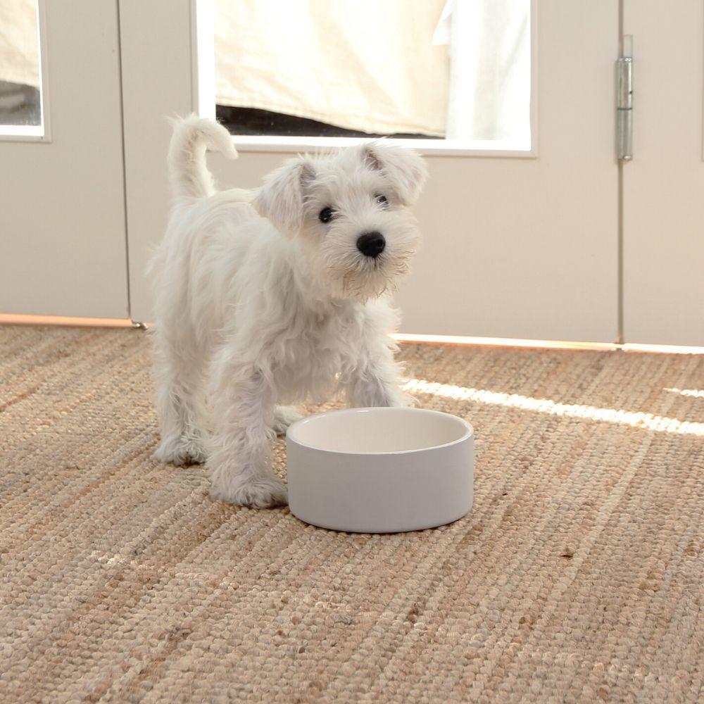 Cool deals dog dishes