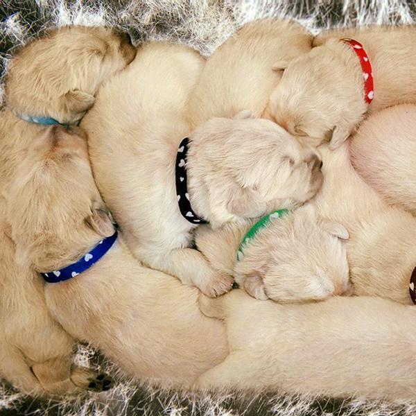 Id collars clearance for puppies