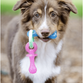 Nylabone Teething Pacifier Puppy Chew Toy