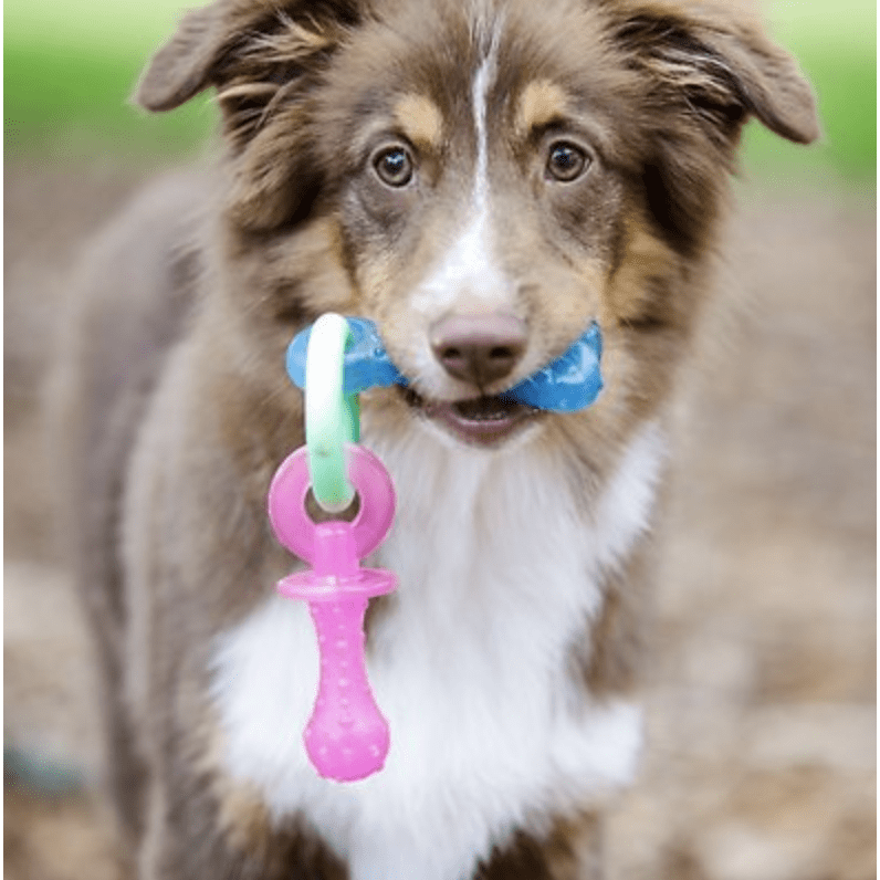 Nylabone puppy pacifier deals