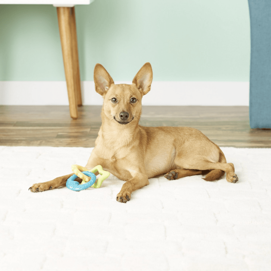 Nylabone puppy teething sales rings