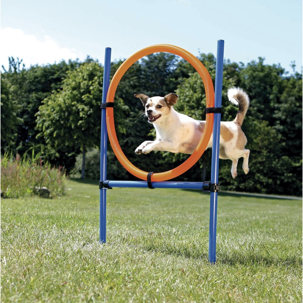 Trixie Agility Dog Training Ring