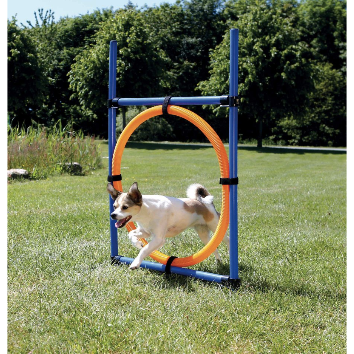 Trixie Agility Dog Training Ring