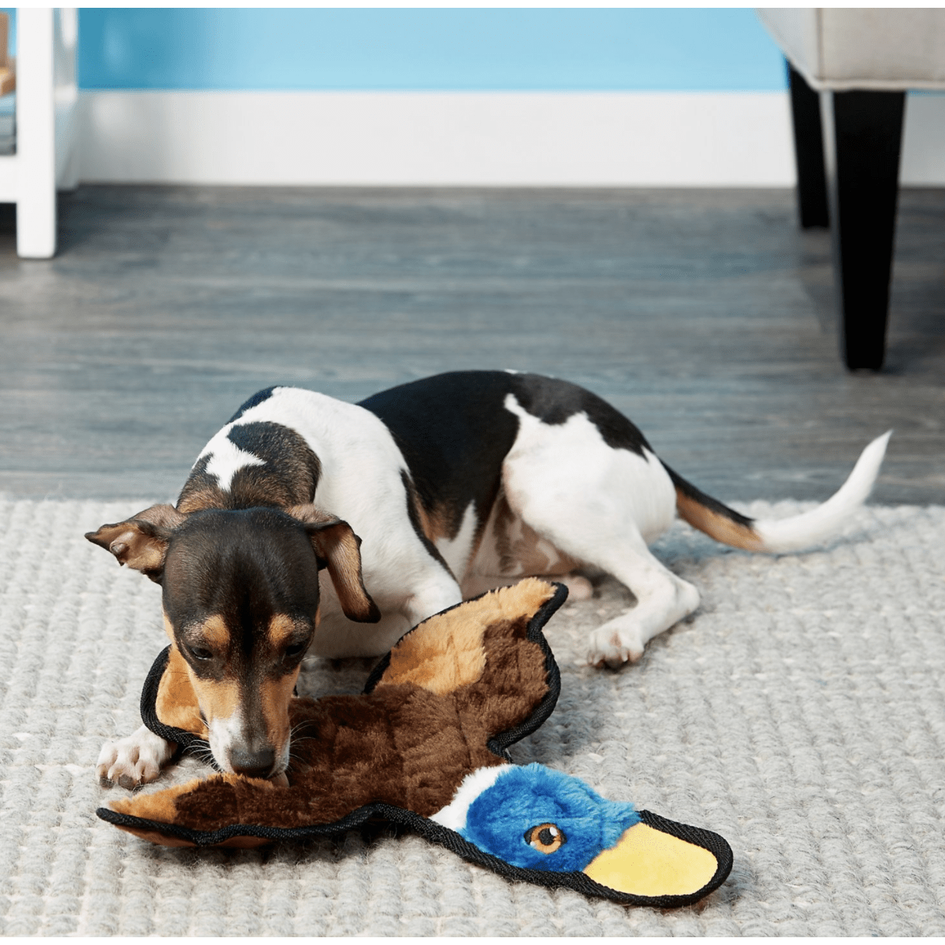 Frisco Flat Plush Squeaking Duck Dog Toy
