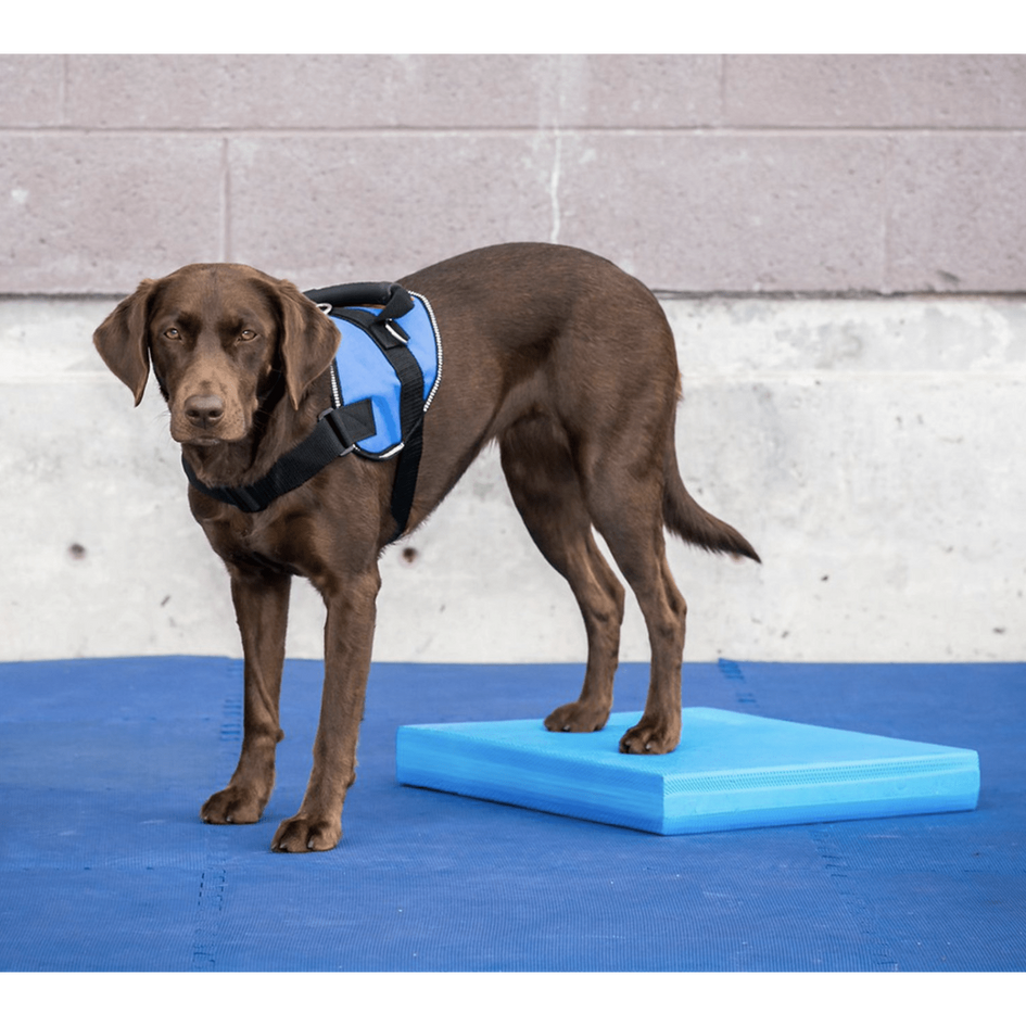 FitPAWS Dog Balance Pad, Blue