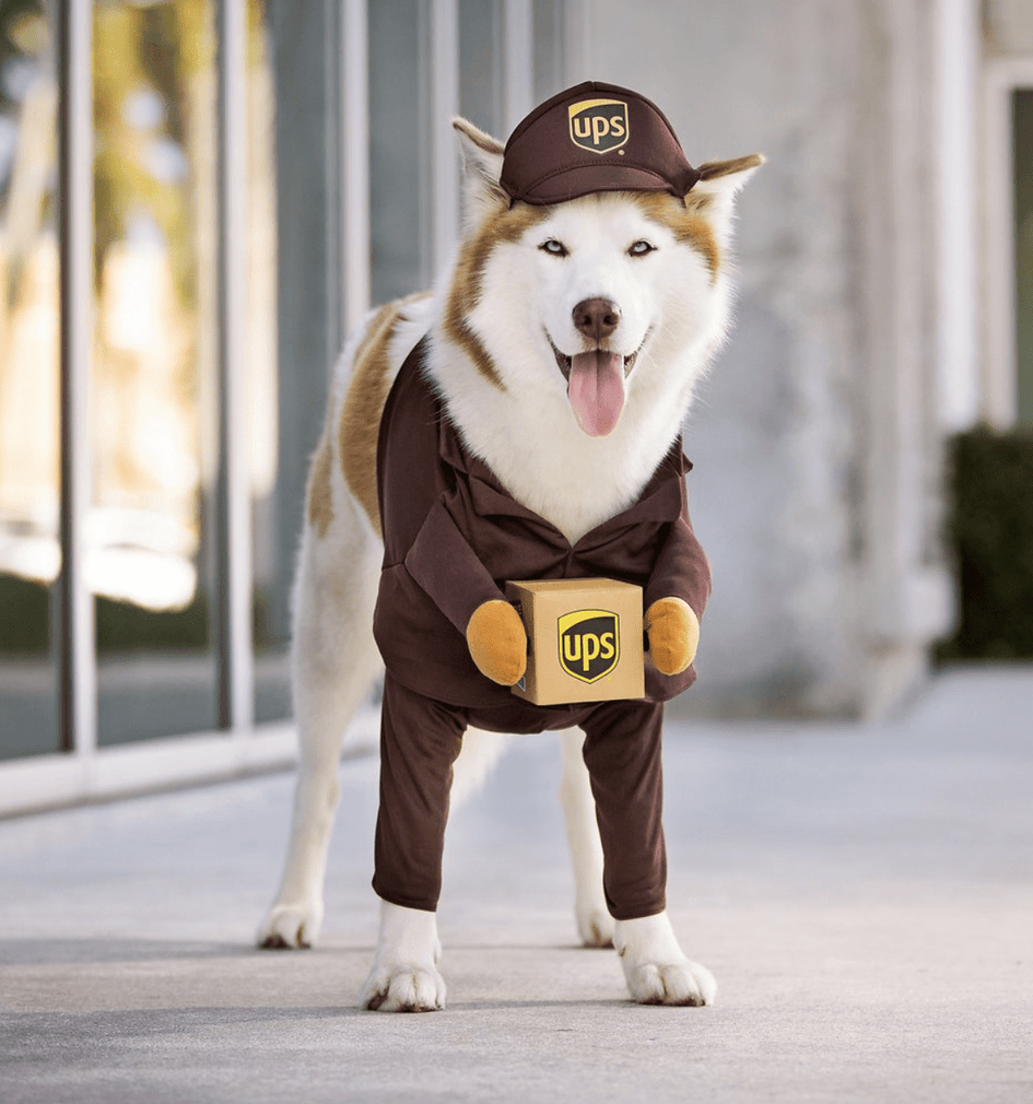 Ups dog costume deals