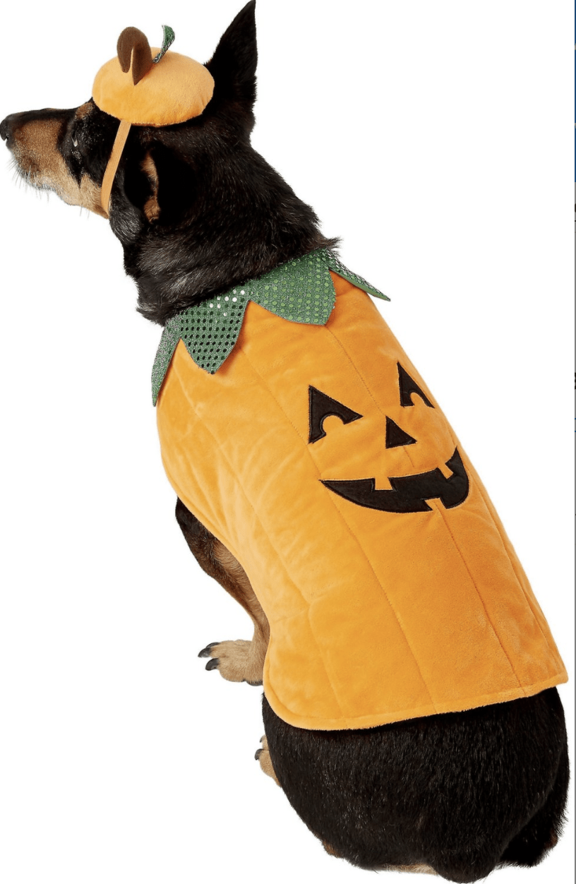 Dog in best sale a pumpkin costume