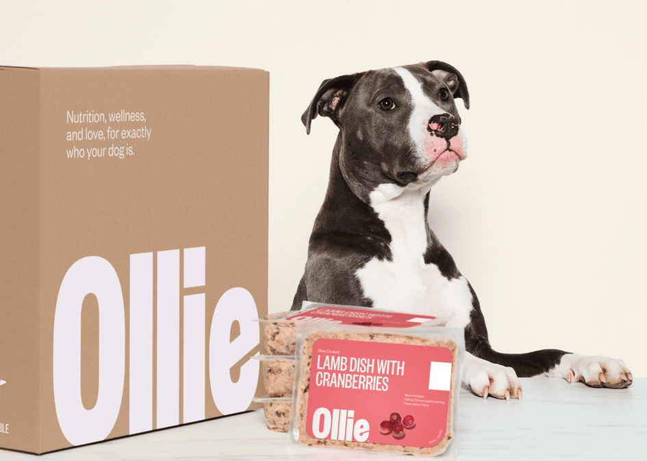 Dog food box deals delivery