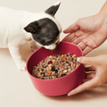 Ollie Custom Dog Food Subscription