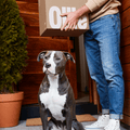 Ollie Custom Dog Food Subscription