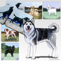 Alaskan Malamute Scenic Square Coaster