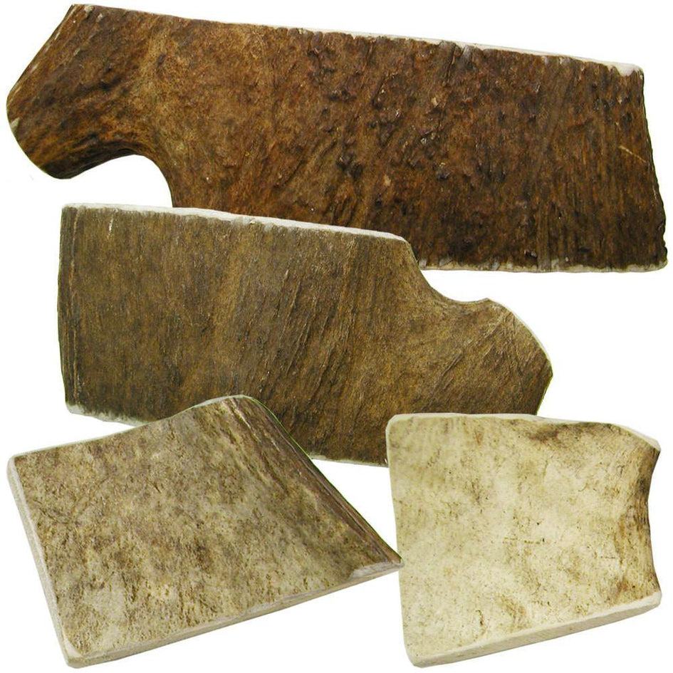 Happy Dog of Cape Cod Moose Antlers