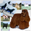 Cocker Spaniel Scenic Square Coaster