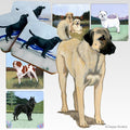 Anatolian Shepherd Dog Scenic Square Coaster