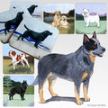 Australian Cattle Dog Scenic Square Coaster