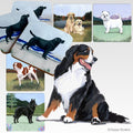 Bernese Mountain Dog Scenic Square Coaster