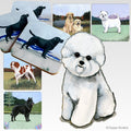 Bichon Frise Scenic Square Coaster