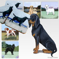 Black and Tan Coonhound Scenic Square Coaster