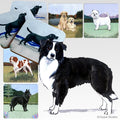 Border Collie Scenic Square Coaster