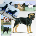 Border Terrier Scenic Square Coaster