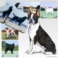 Boston Terrier Scenic Square Coaster