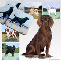 Boykin Spaniel Scenic Square Coaster