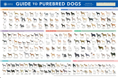 AKC Breeds Poster