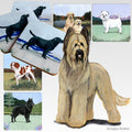 Briard Scenic Square Coaster