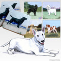 Bull Terrier Scenic Square Coaster