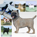 Cairn Terrier Scenic Square Coaster
