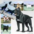 Cane Corso Scenic Square Coaster