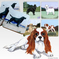 Cavalier King Charles Spaniel Scenic Square Coaster