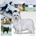 Chinese Crested Scenic Square Coaster