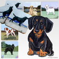 Dachshund  Scenic Square Coaster