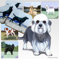 Dandie Dinmont Terrier Scenic Square Coaster
