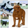 Dogue de Bordeaux Scenic Square Coaster