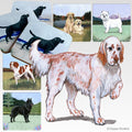 English Setter Scenic Square Coaster