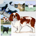 English Toy Spaniel, Blenheim Scenic Square Coaster