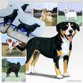 Entlebucher Mountain Dog Scenic Square Coaster