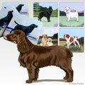 Field Spaniel Scenic Square Coaster