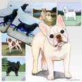 French Bulldog Scenic Square Coaster