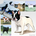 French Bulldog Scenic Square Coaster